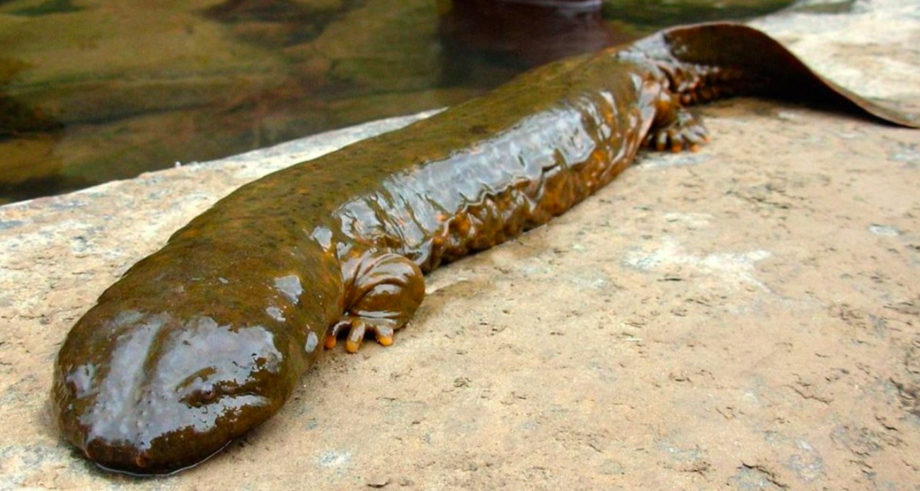 Identifican salamandra gigante como el anfibio más grande del mundo