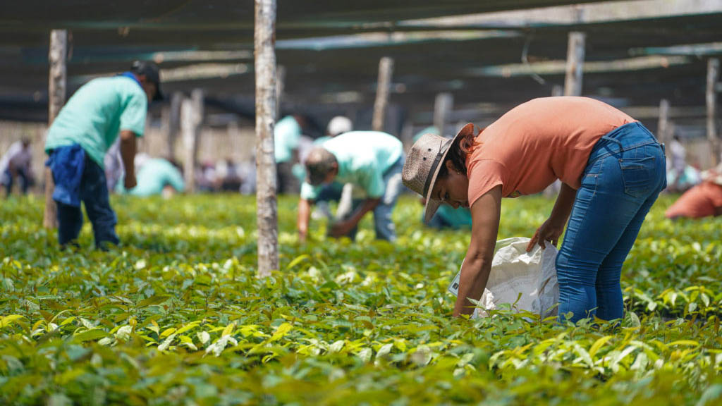 Sembrando vida o ¿sembrando desesperanza y corrupción? Sembrando vida o ¿sembrando desesperanza y corrupción?