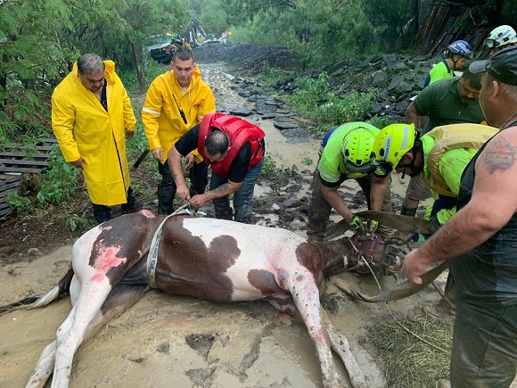 #Video Salvan a caballo arrastrado por arroyo en Nuevo León - sujetaron-al-caballo-con-una-manguera-de-bomberos