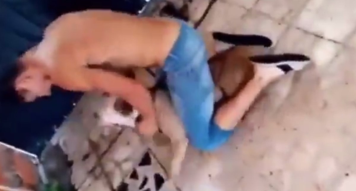 Abren investigación por maltrato de perro pitbull en Iztapalapa