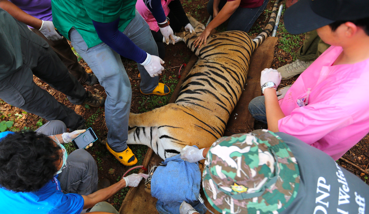 Mueren 86 tigres rescatados de templo en Tailandia