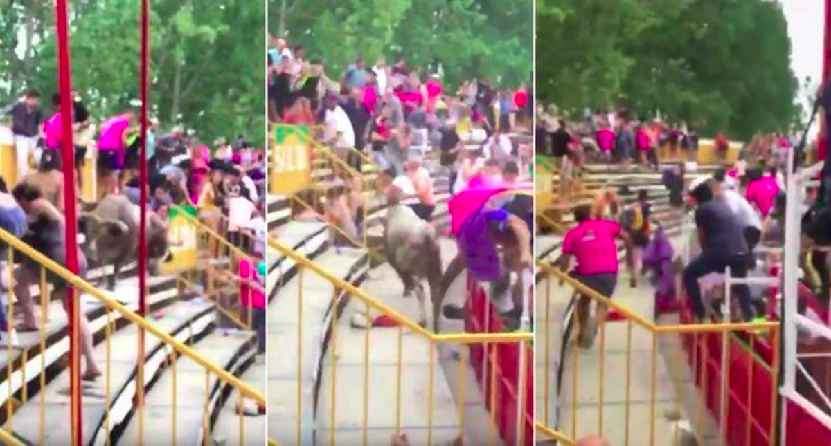 #Video Toro brinca a las gradas y embiste a 19 asistentes en España