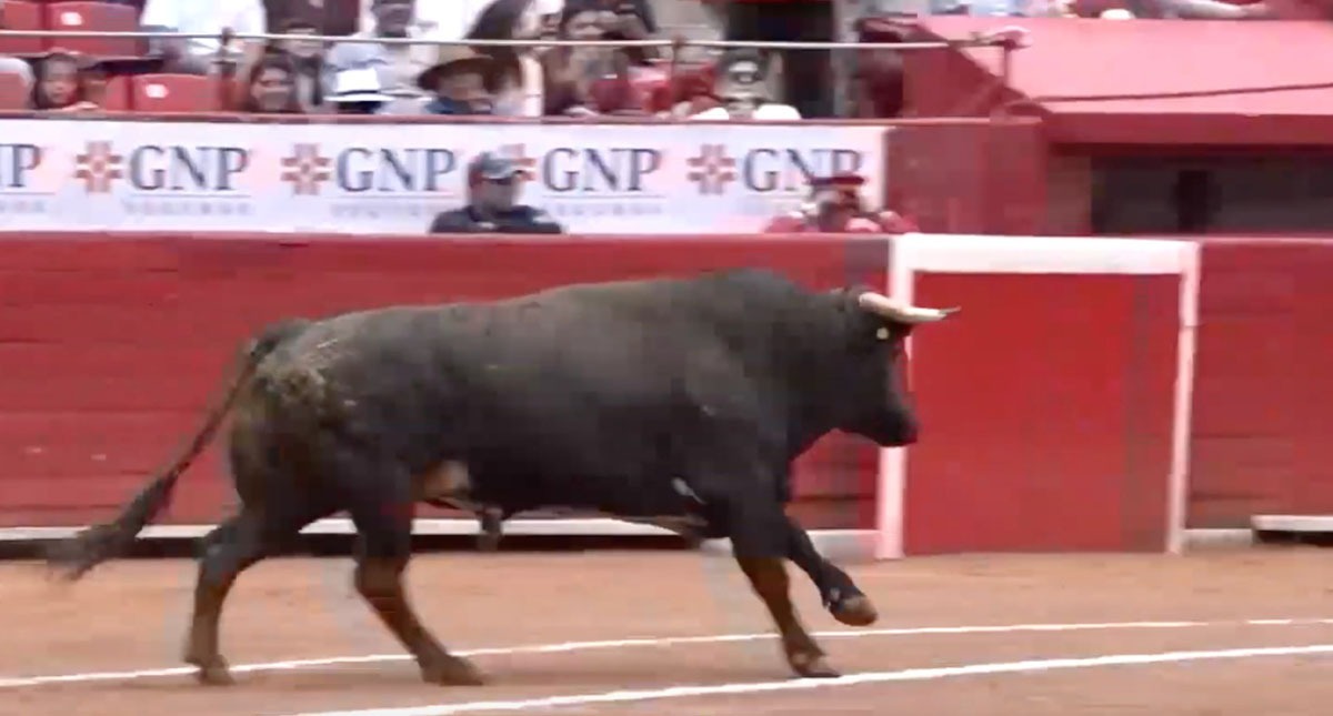 Resumen de novilladas en la México, por Carlos Yarza