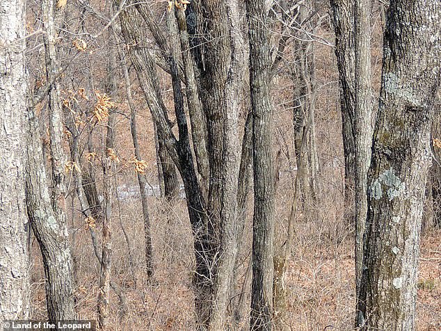 #RetoViral Encuentre al leopardo camuflado en la foto - 19359776-7543069-image-a-44-1570361541481
