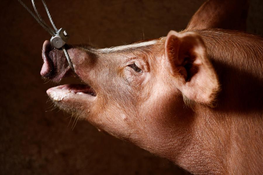 Filipinas sacrifica tres mil cerdos más para contener la peste porcina africana