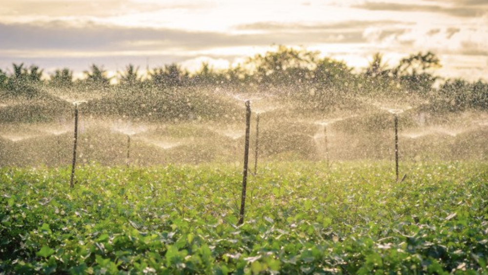 Prohibición del glifosato en México abre conflicto con empresarios del campo