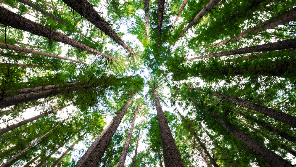Reforestación en Rusia ayudaría a enfrentar el cambio climático