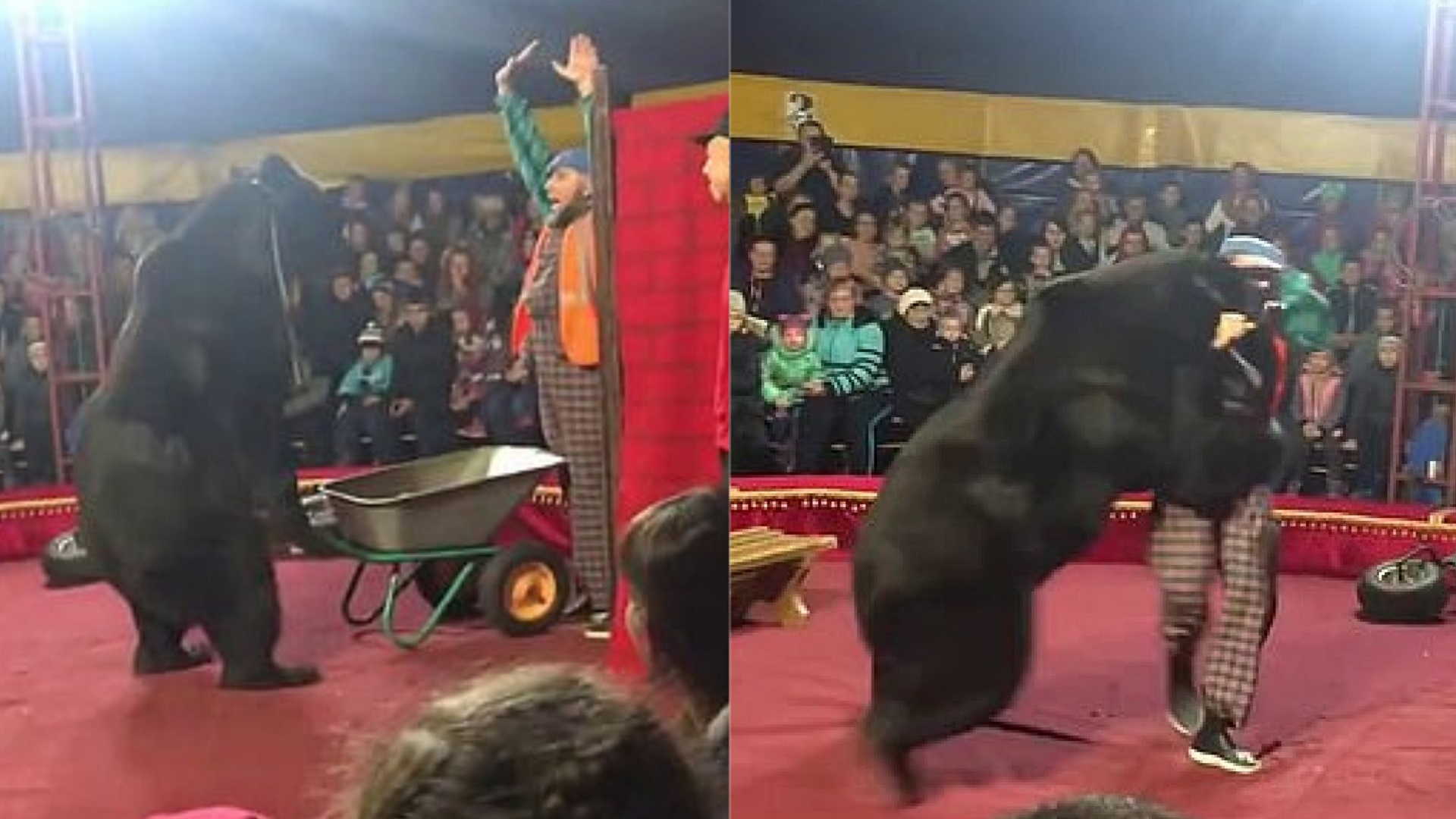 #Video Oso ataca a su entrenador en pleno show