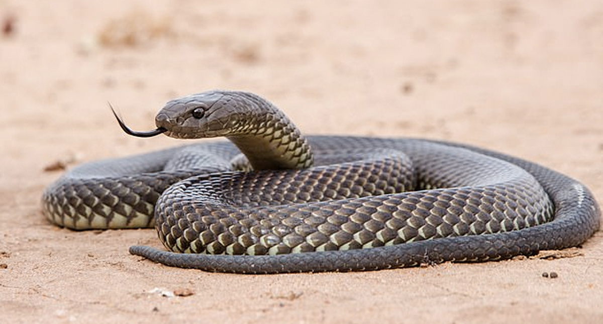 El camuflaje de la serpiente más venenosa de Australia