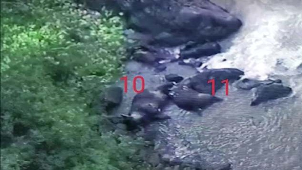 Hallan cadáveres de otros cinco elefantes en cascada de Tailandia