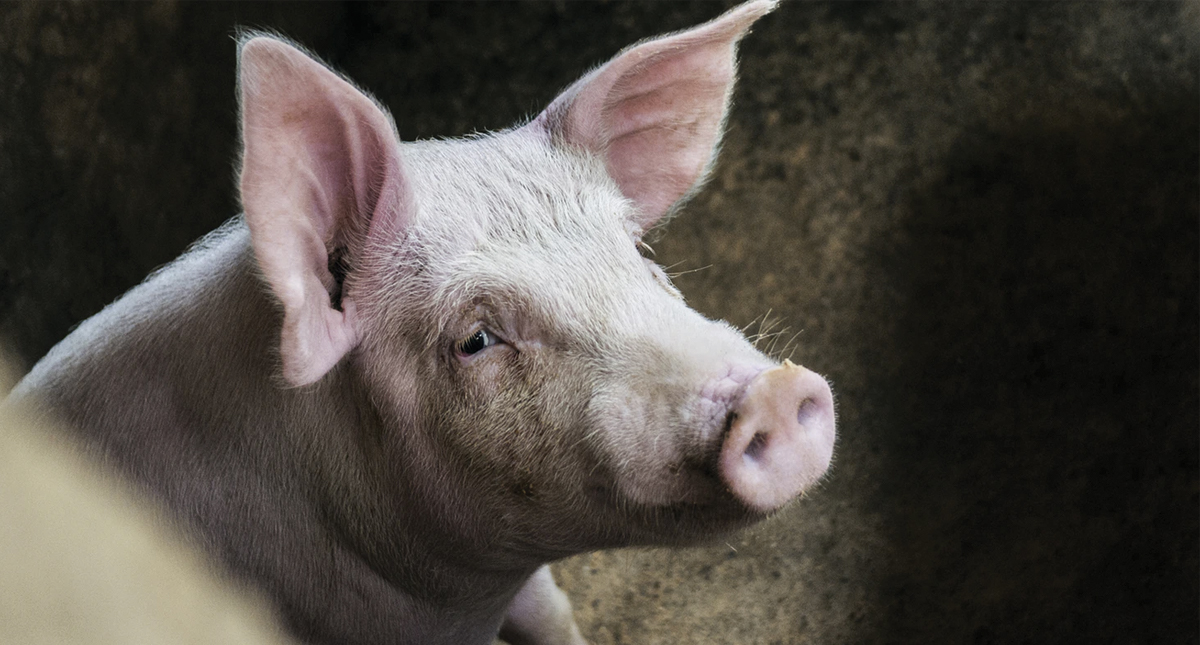 Peste podría terminar con cuarta parte de cerdos en el mundo