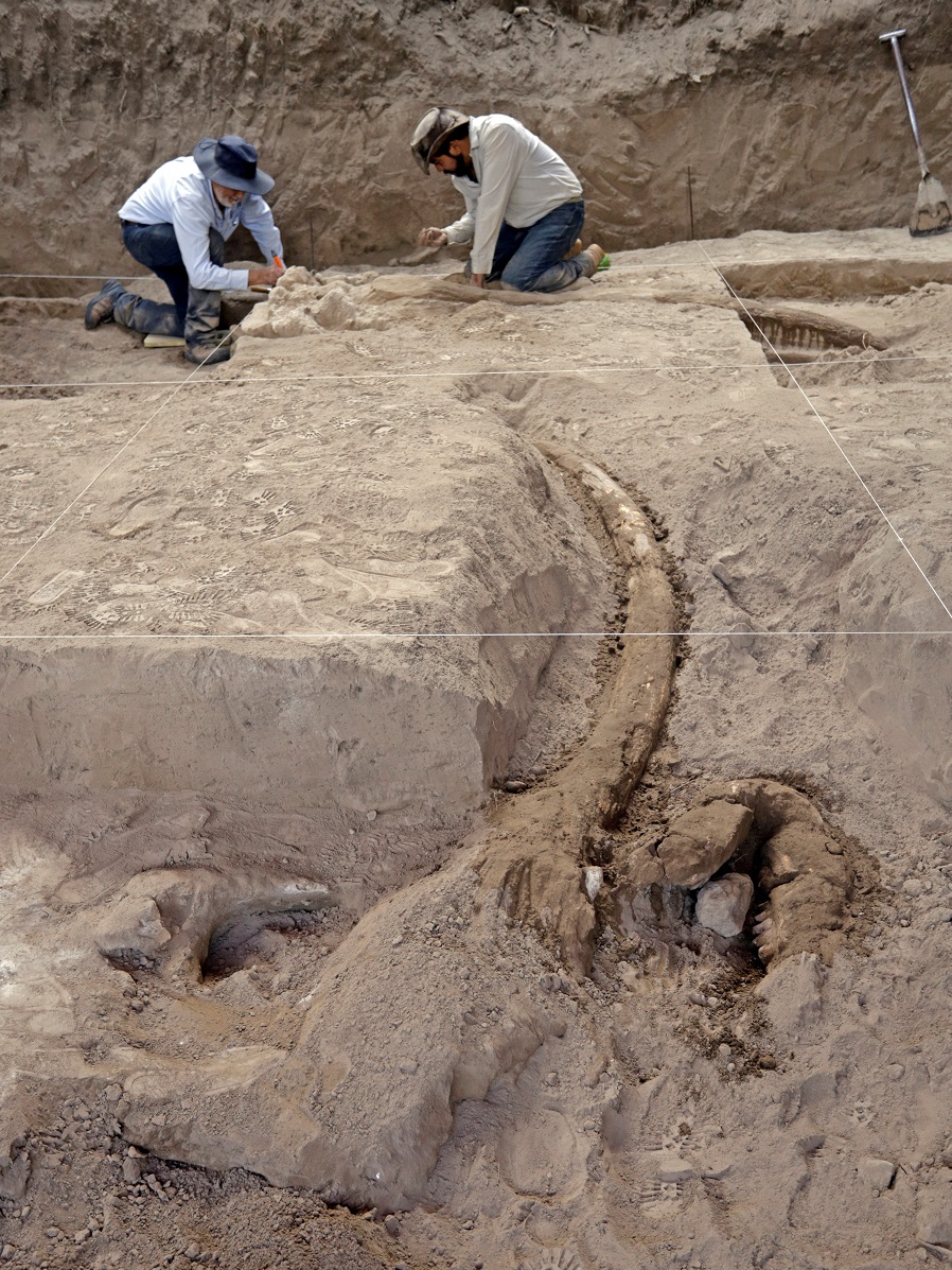 Hallan en Puebla huesos y colmillos de mastodonte - colmillo-de-animal-milenario
