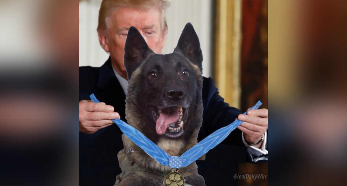 Trump recibirá en la Casa Blanca al perro que acabó con Al Bagdadi