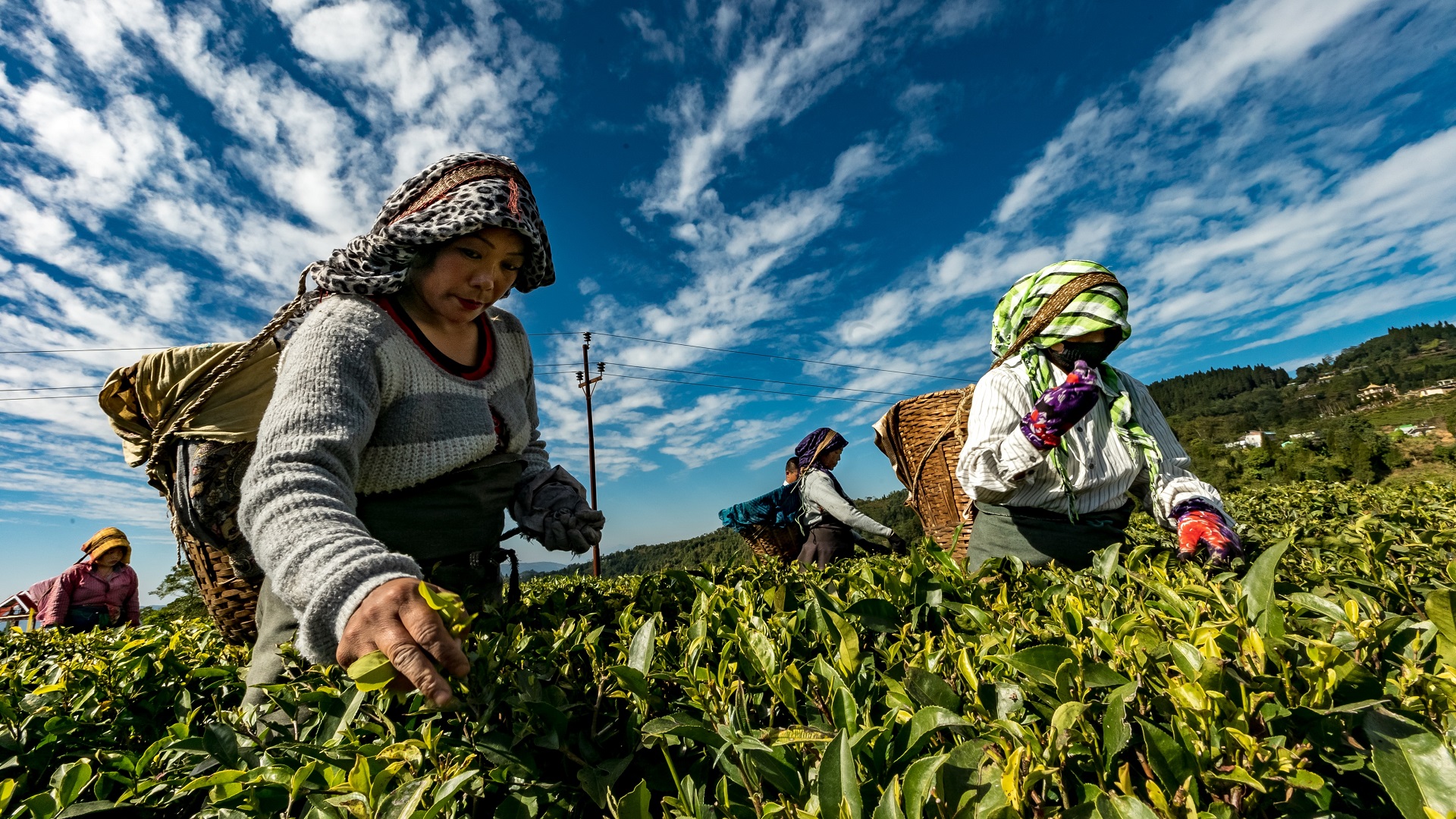 Un 14% de los alimentos se pierden de la cosecha a la distribución - cosecha-realizada-por-mujeres-en-asia