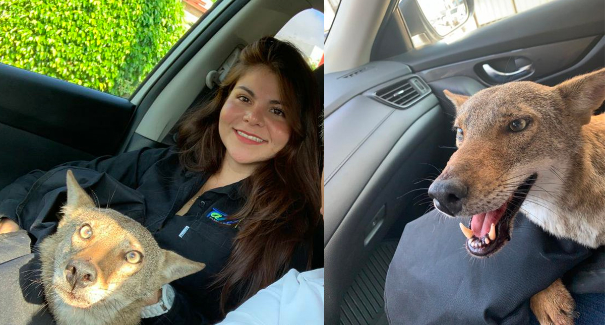 Mujer rescata a coyote salvaje creyendo que era un perro herido