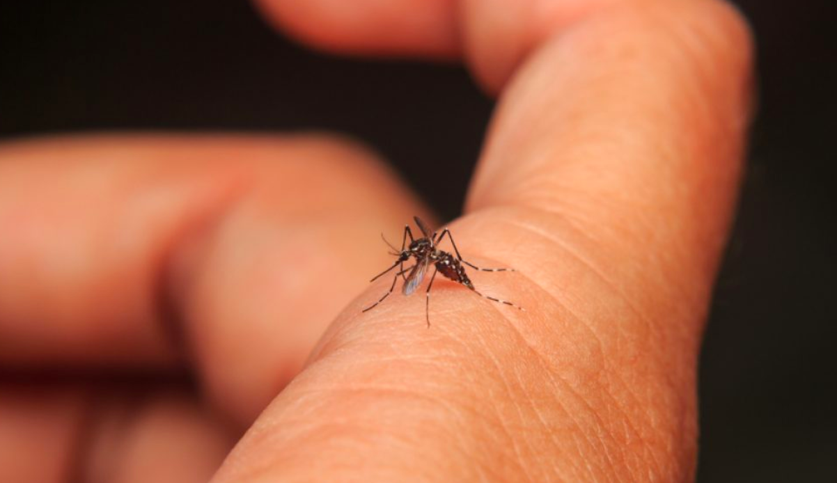 No hay alarma por contagios de dengue en México: AMLO