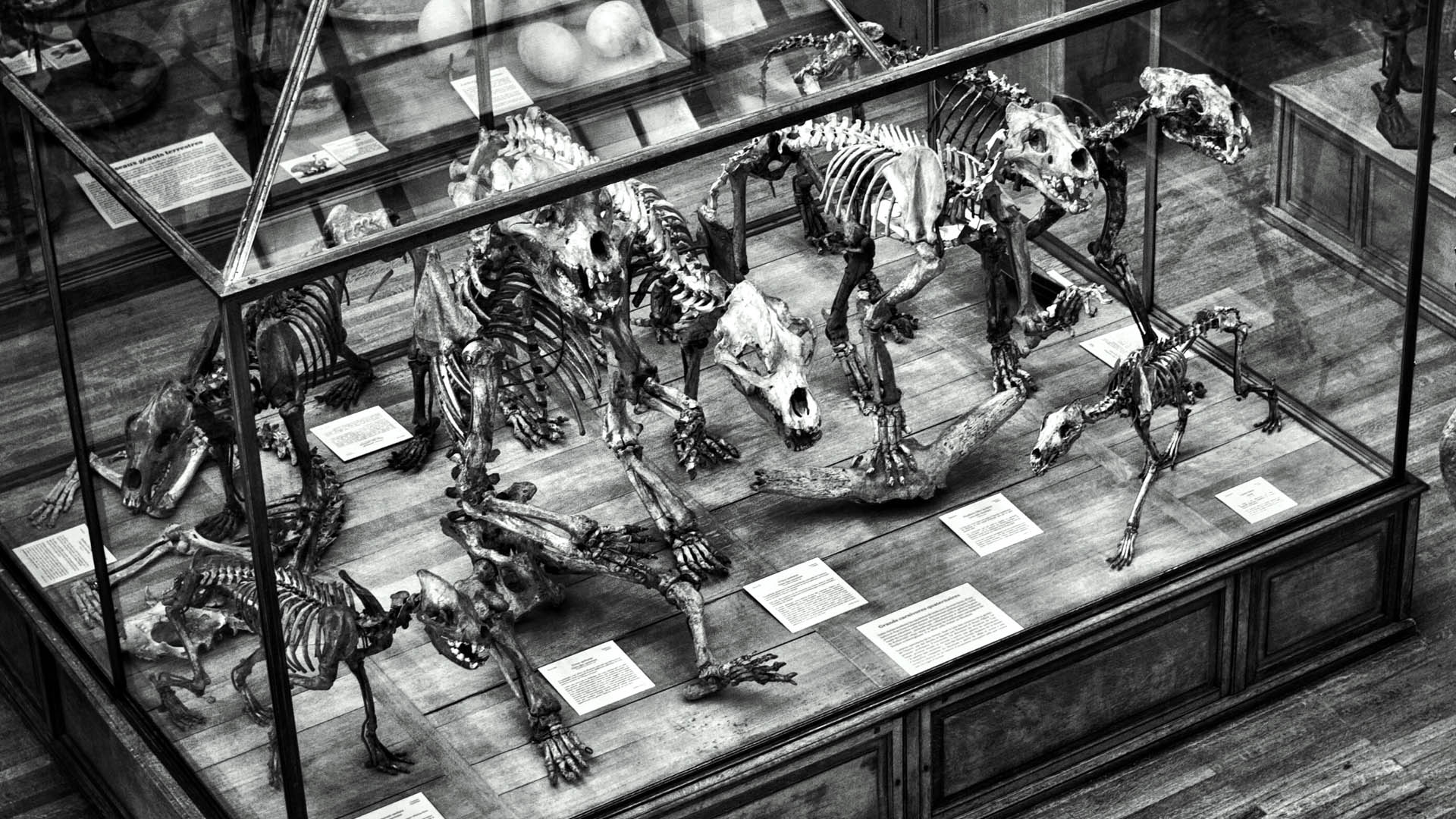 Hallan fósiles que revelan pistas sobre los años después de la gran extinción