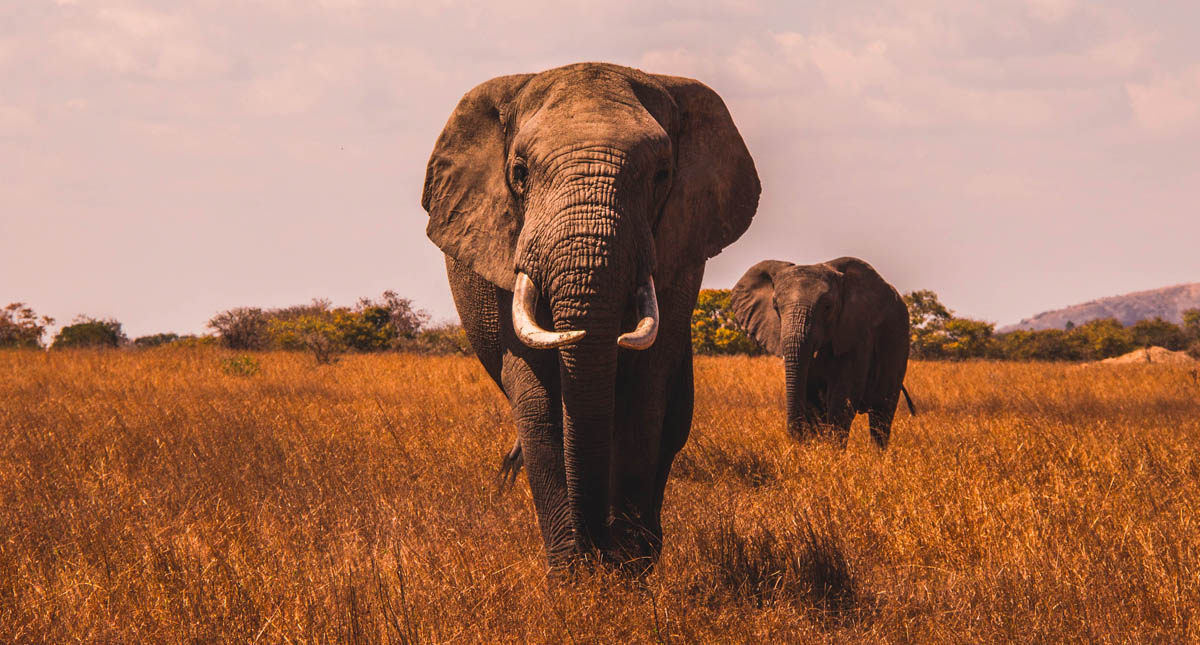 Suman 293 elefantes y 96 personas muertas en Sri Lanka