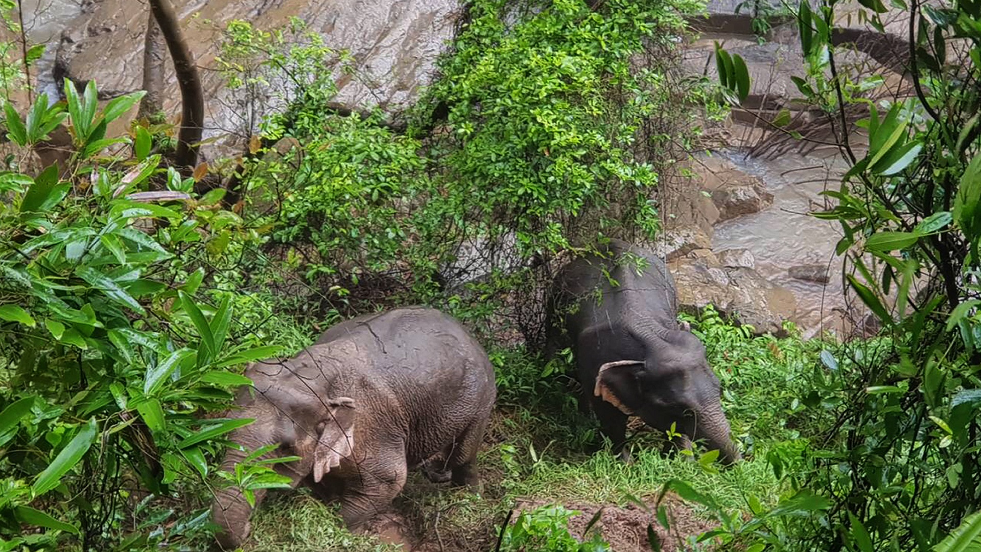 Hallan cadáveres de otros cinco elefantes en cascada de Tailandia - elefantes-que-sobrevivieron-y-fueron-rescatados