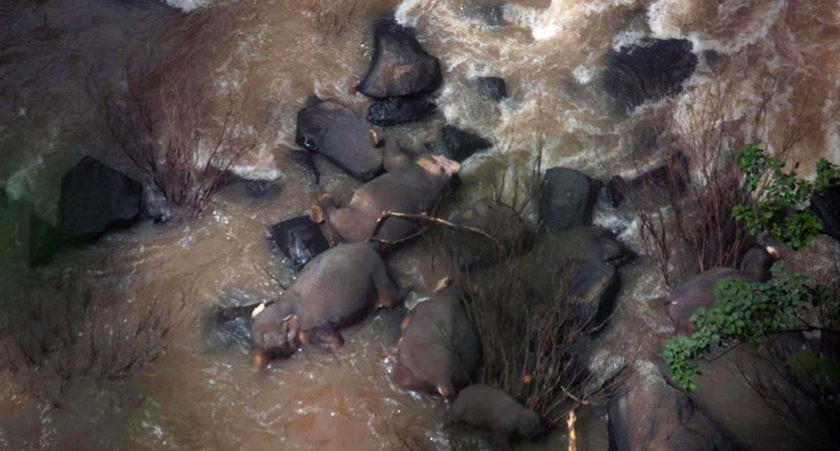 Mueren seis elefantes al caer a una cascada en Tailandia
