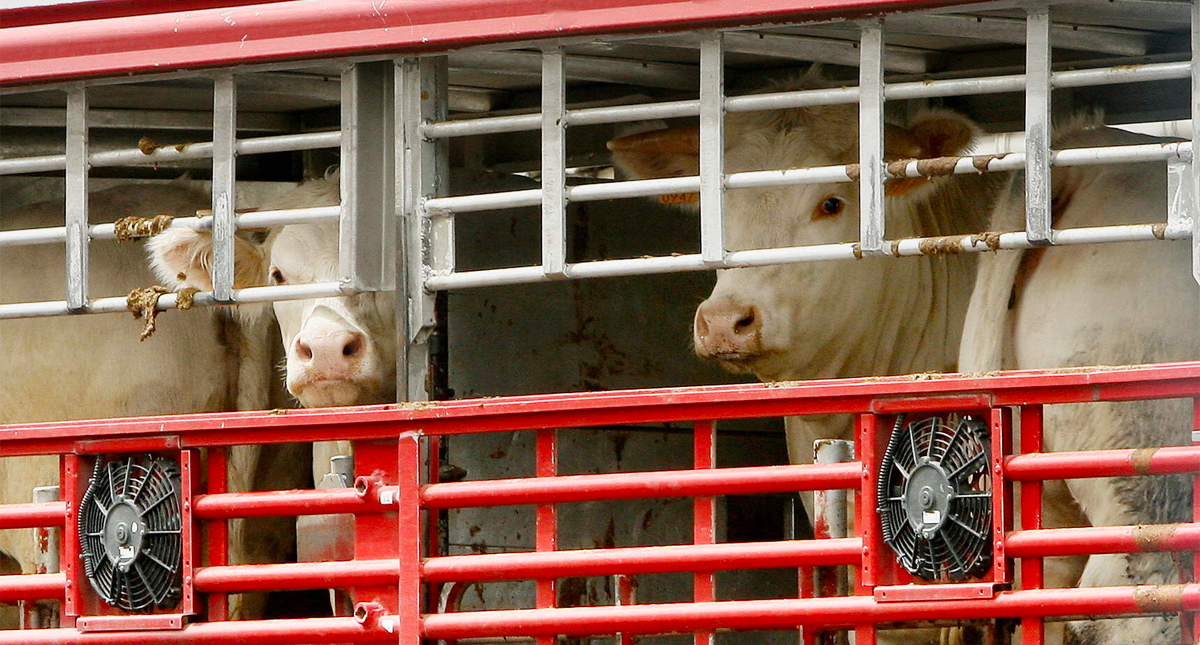 Ganaderos piden a la Guardia Nacional para frenar flujo ilegal de reses