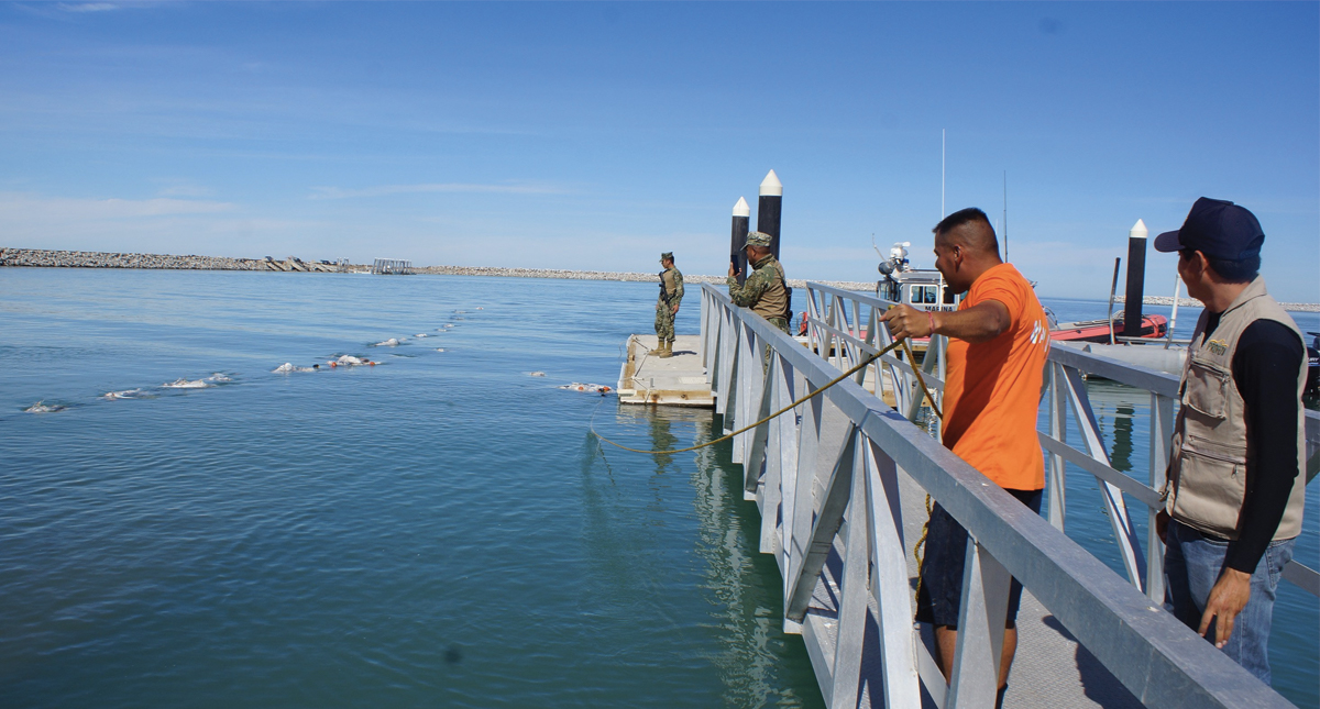 Vigilan Golfo de California para evitar pesca de vaquita marina