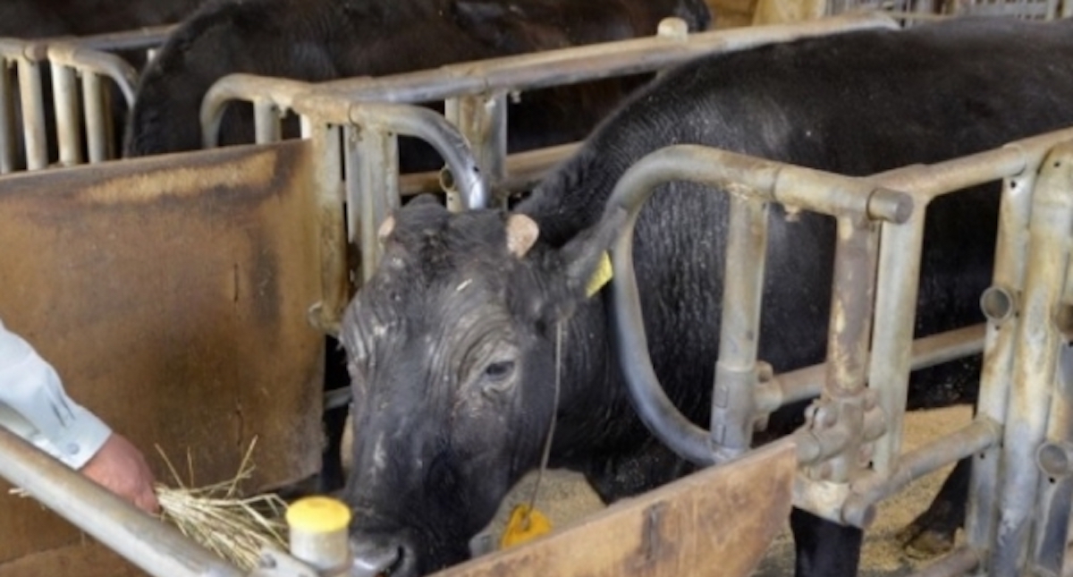 Muere a los 21 años Kaga, la primera vaca clonada del mundo