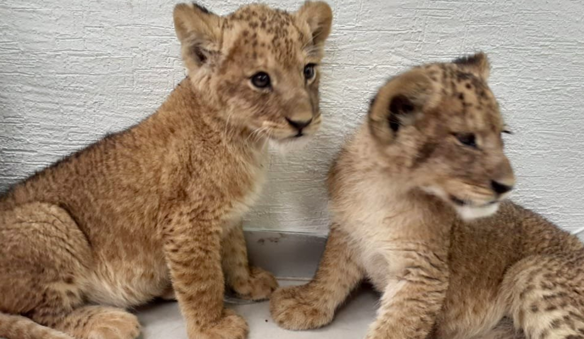 Detienen a dos por intento de homicidio cuando vendían dos leones en Chalco