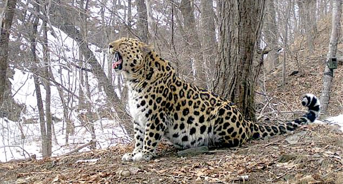 #RetoViral Encuentre al leopardo camuflado en la foto