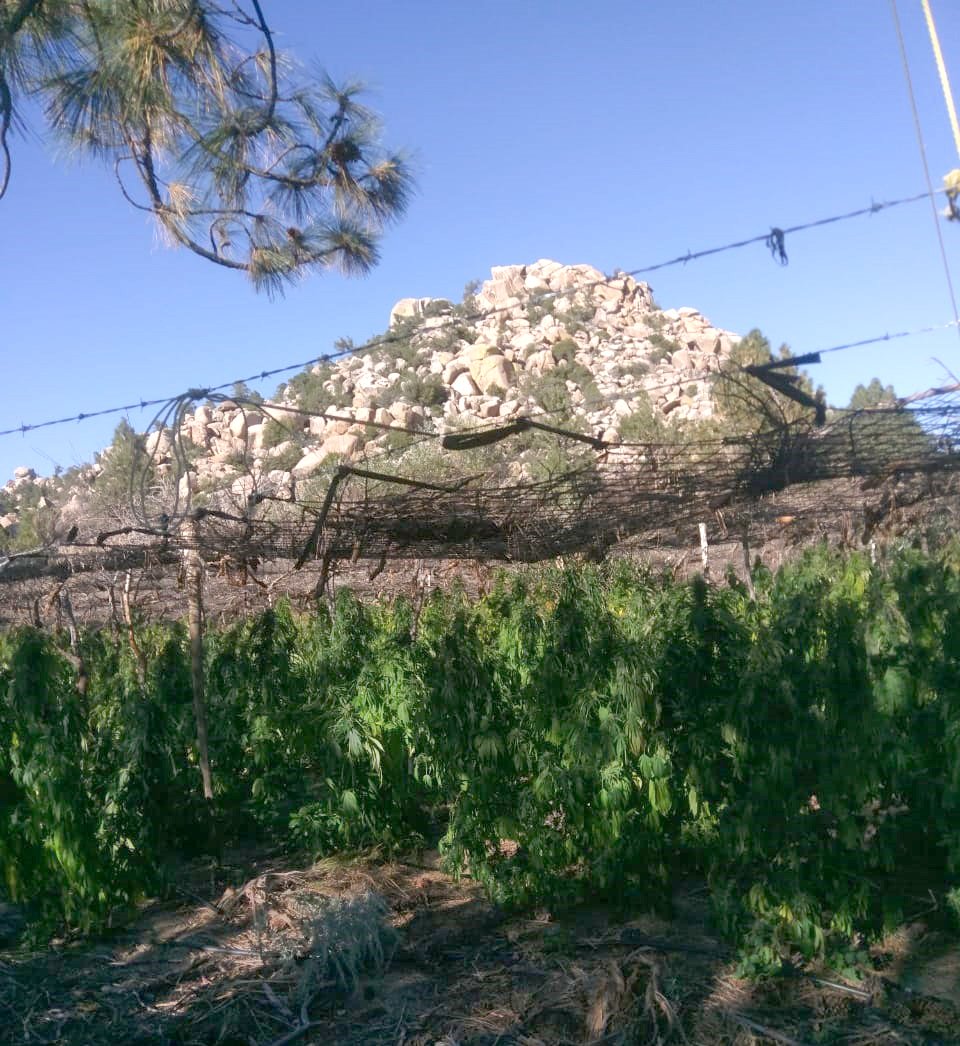 Ejército destruye 56 mil plantas de mariguana en Baja California - mariguana-ensenada