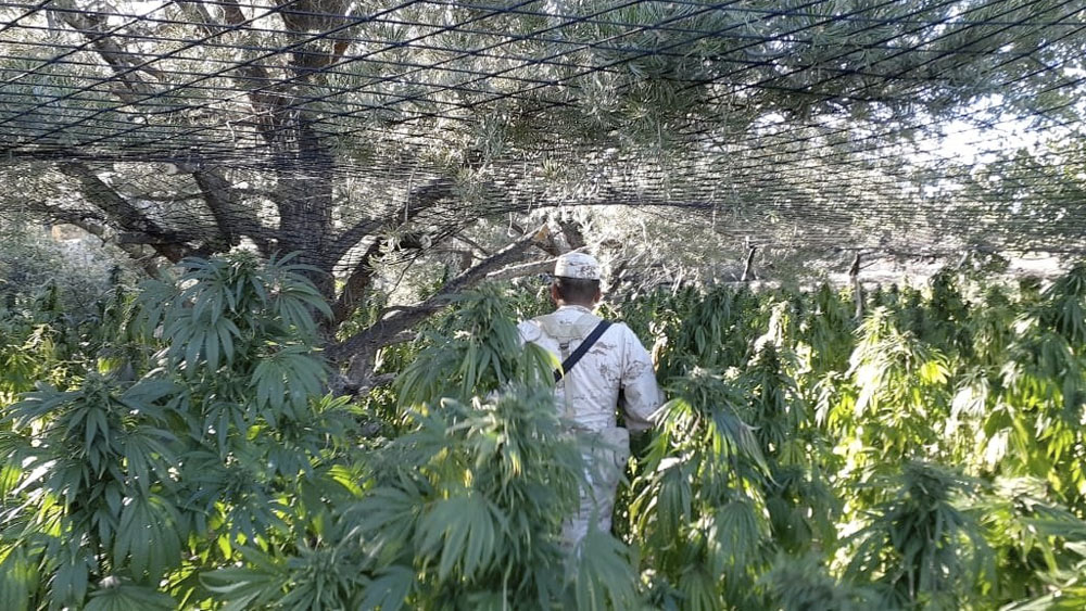 Ejército destruye 56 mil plantas de mariguana en Baja California