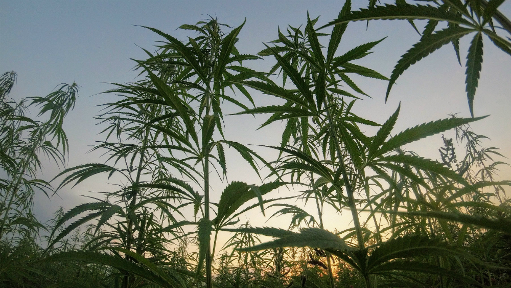 Aplazan en San Lázaro debate de la ley para regularizar la mariguana