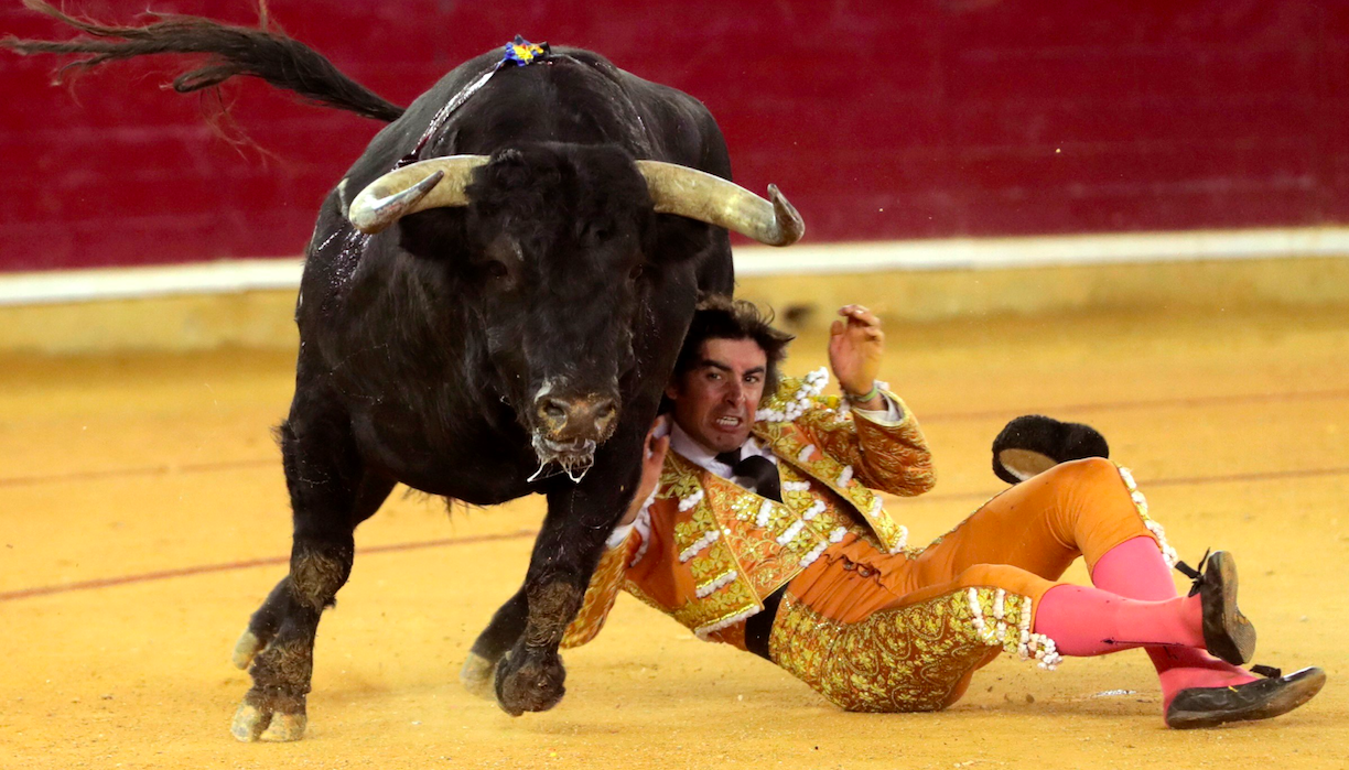 Jornada sangrienta en la Feria del Pilar de Zaragoza - miguel-angel-perera