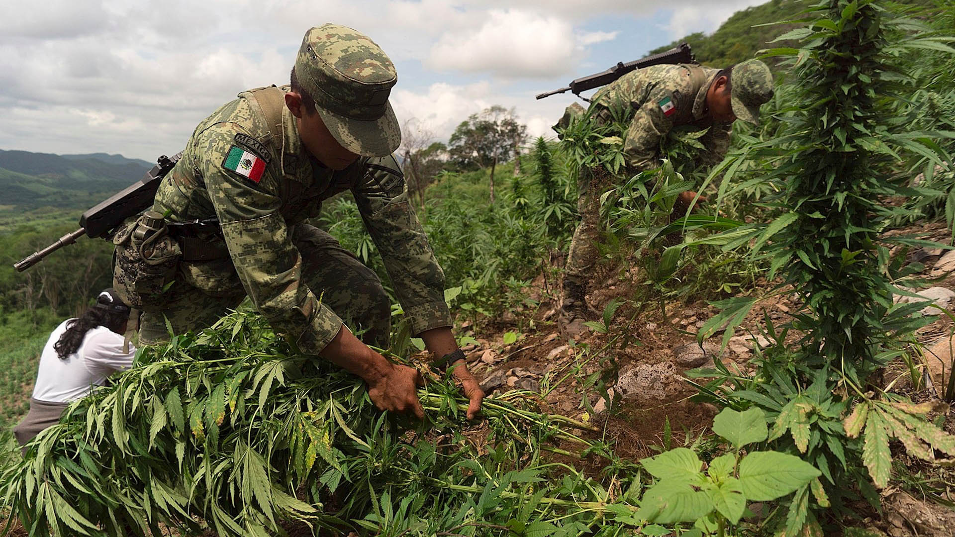 Sedena incinera 3.6 toneladas de mariguana en Sinaloa