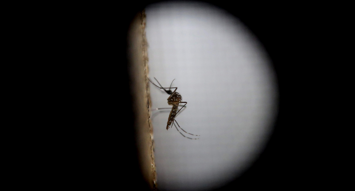 Casos de dengue alcanzan máximo histórico en América en 2019