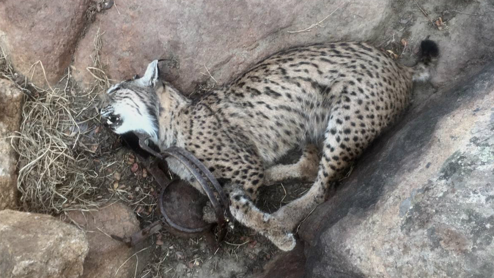 Denuncian ecologistas que cazadores mataron cuatro linces en España