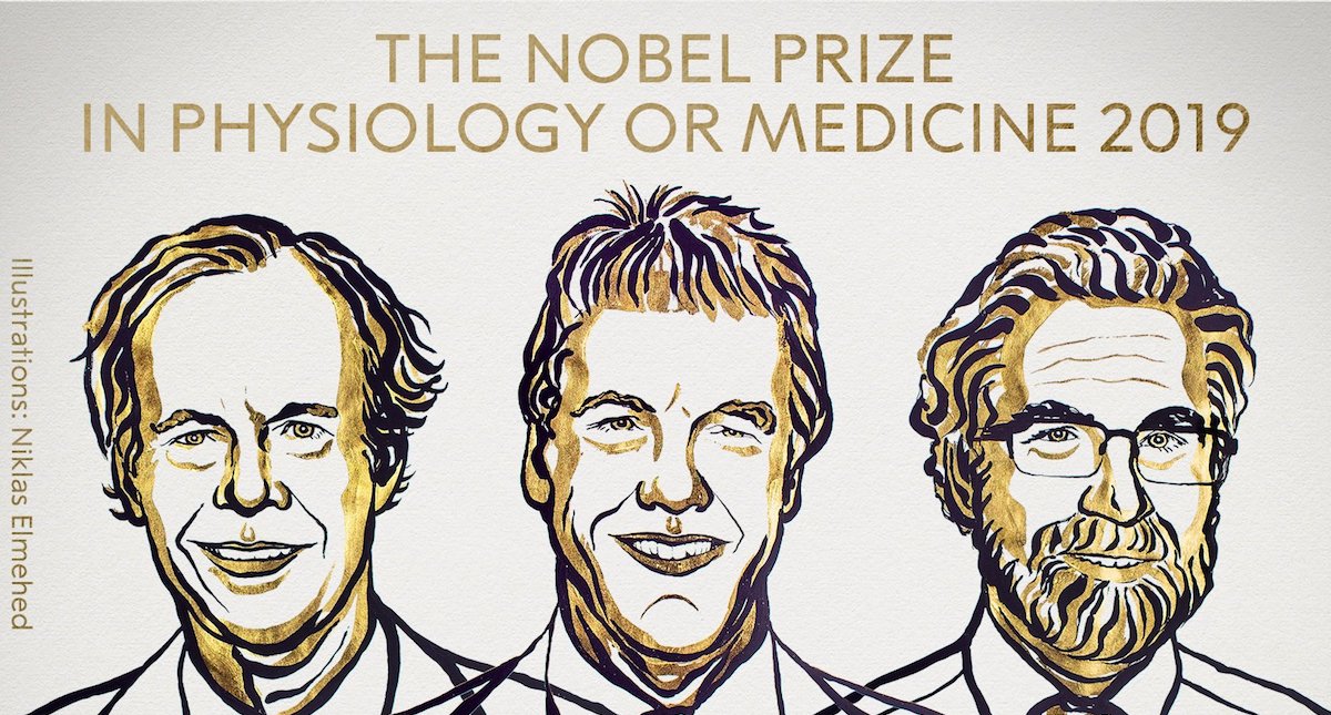 Nobel de Medicina a dos estadounidenses y un británico por estudiar a las células y su necesidad de oxígeno