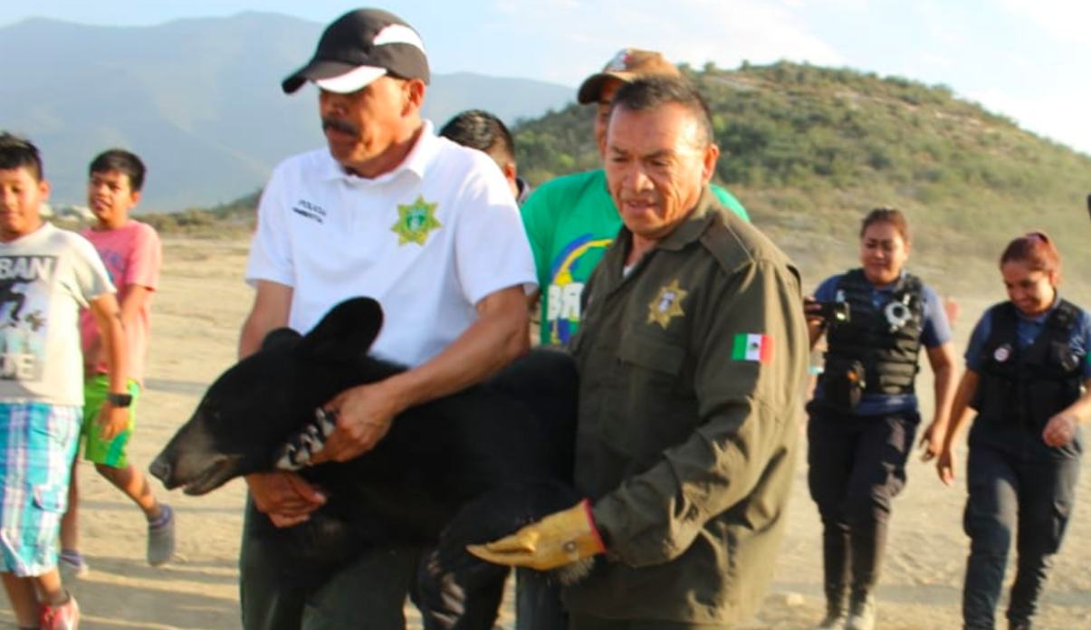 Capturan oso adulto en Saltillo