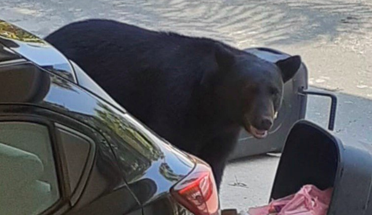 #Video Captan a osos merodeando calles de San Pedro, Nuevo León