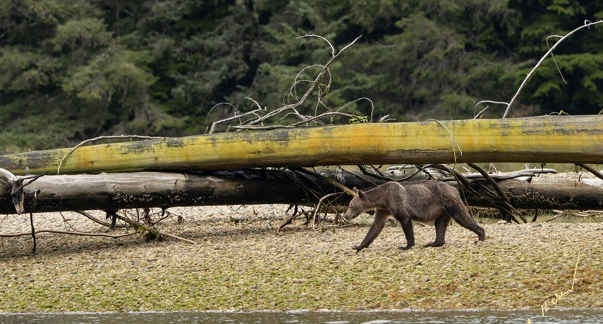 Captan a osos grizzly demacrados y hambrientos en Canadá