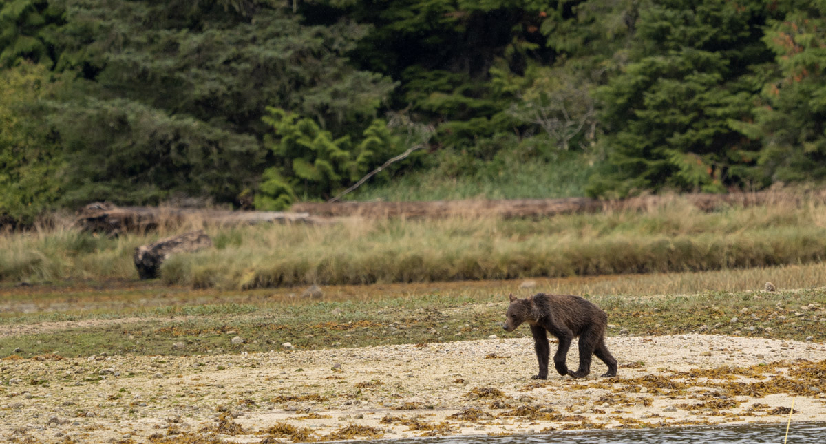 Captan a osos grizzly demacrados y hambrientos en Canadá - osos1