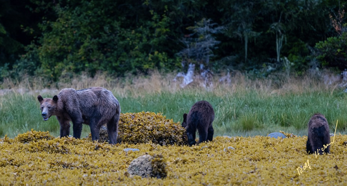 Captan a osos grizzly demacrados y hambrientos en Canadá - osos2