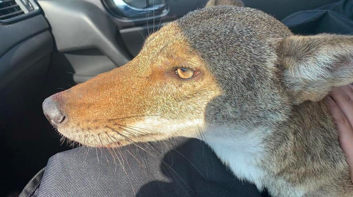 Muere coyote que fue rescatado tras ser atropellado