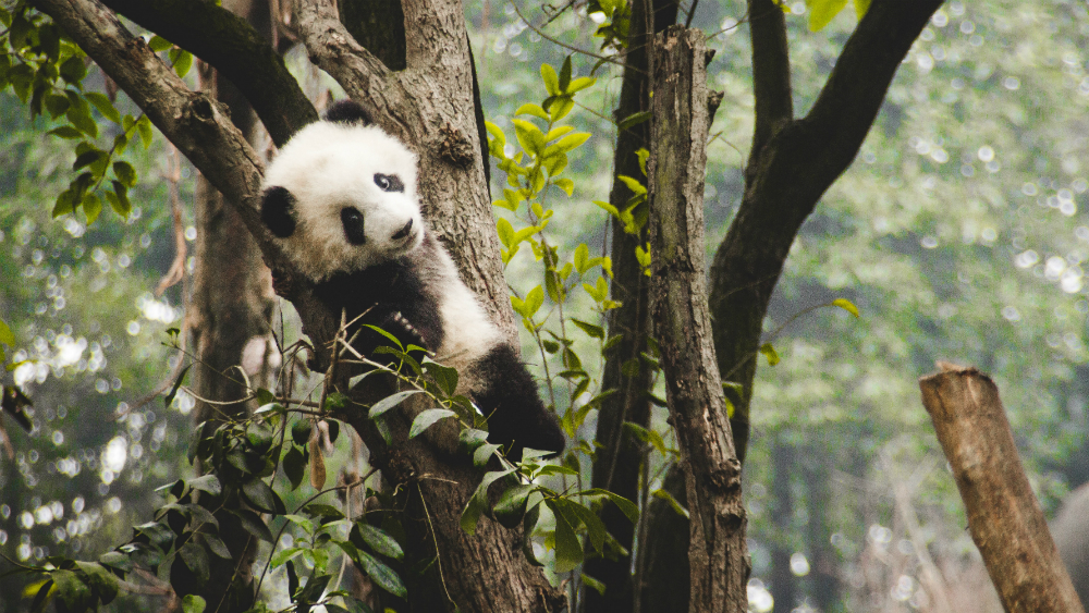 Nace cachorro de panda gigante en China