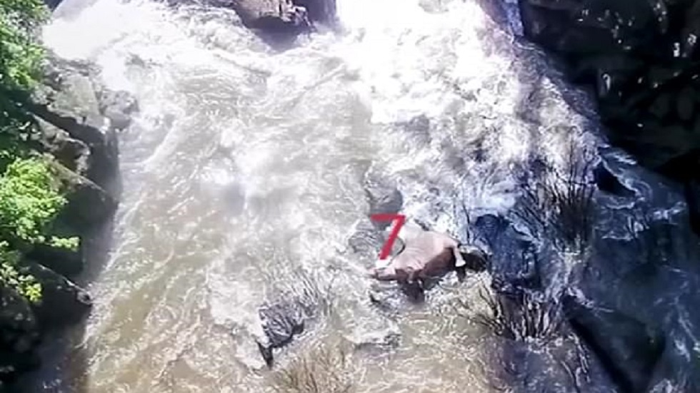 Hallan cadáveres de otros cinco elefantes en cascada de Tailandia - paquidermos-muertos-en-tailandia