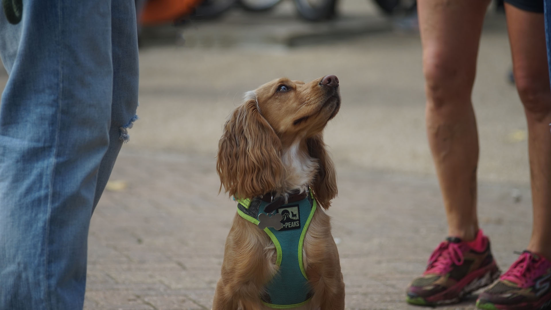 #Video Los perros también sienten celos