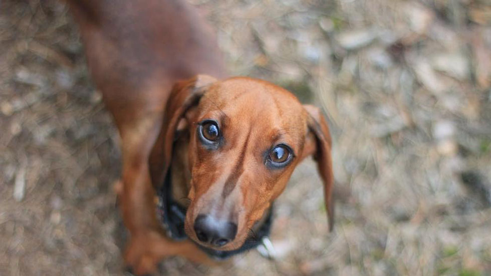 Detienen a joven por arrojar a perro desde quinto piso en la Narvarte