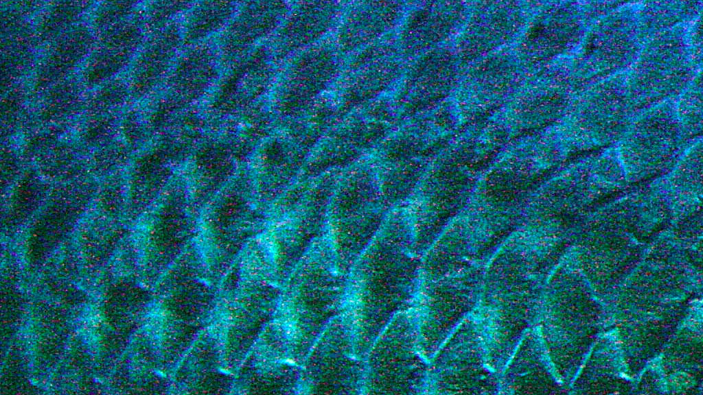 Pez gigante de la Amazonia tiene escamas que resisten mordidas de pirañas