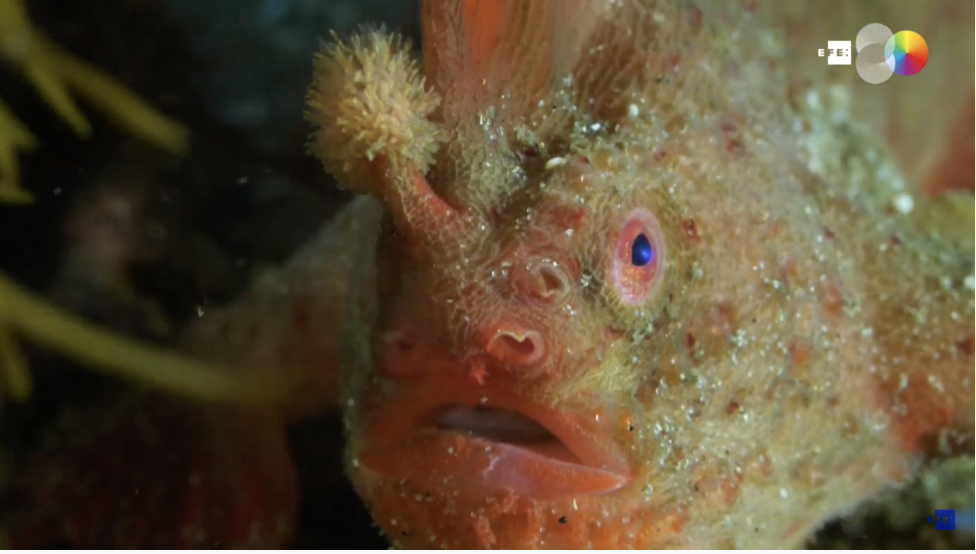 Estos son los últimos pez-mano rojo del planeta