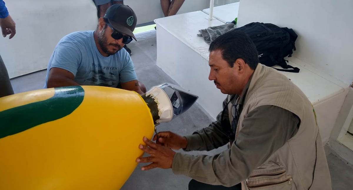 Continúa colocación de boyas para proteger a la vaquita marina